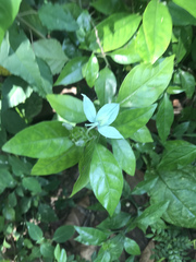 Ecbolium ligustrinum