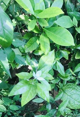 Ecbolium ligustrinum