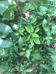 Ecbolium ligustrinum