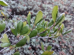 Cercocarpus betuloides blancheae