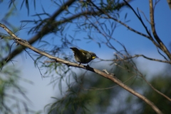Nesoptilotis flavicollis