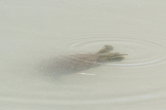 Apalone spinifera emoryi