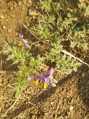 Solanum virginianum
