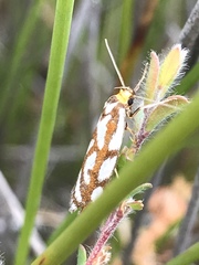 Myrascia bracteatella