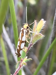 Myrascia bracteatella