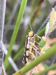 Myrascia bracteatella
