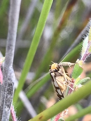 Myrascia bracteatella