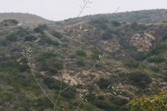 Chlorogalum pomeridianum