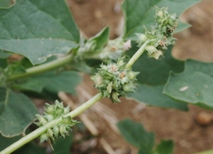 Atriplex rosea