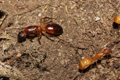 Camponotus importunus