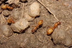 Camponotus importunus