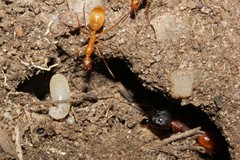 Camponotus importunus
