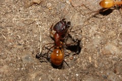 Camponotus importunus