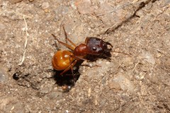 Camponotus importunus