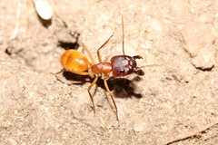 Camponotus importunus