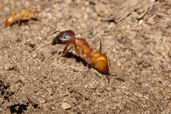 Camponotus importunus