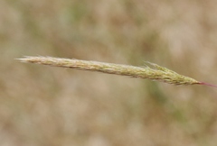 Gastridium phleoides