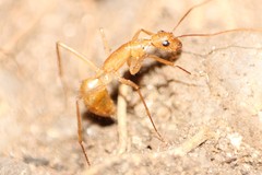 Camponotus importunus