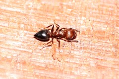 Crematogaster castanea rufonigra