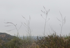 Chlorogalum pomeridianum