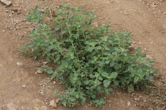 Atriplex rosea