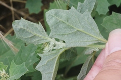 Atriplex rosea