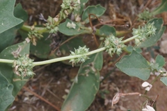 Atriplex rosea