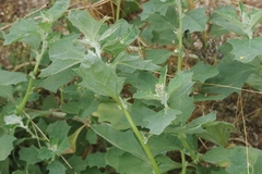 Atriplex rosea