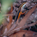 Lined Rainbow-Skink - Photo (c) Bernard DUPONT, some rights reserved (CC BY-NC-SA)
