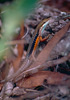 Lined Rainbow Skink - Photo (c) Bernard DUPONT, some rights reserved (CC BY-NC-SA)