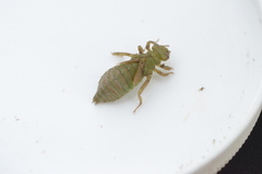 Ophiogomphus rupinsulensis
