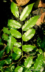 Putranjiva roxburghii