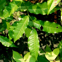 Putranjiva roxburghii