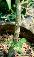 Putranjiva roxburghii