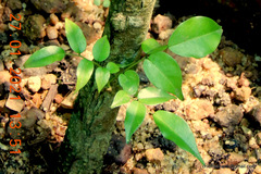 Putranjiva roxburghii