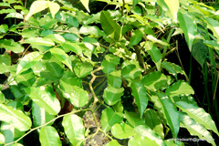 Putranjiva roxburghii