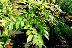 Putranjiva roxburghii