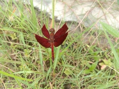 Neurothemis ramburii