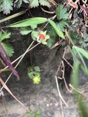 Potentilla hebiichigo