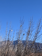 Zonotrichia leucophrys