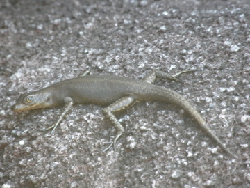 Rainbow Rock Skinks