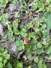 Potentilla hebiichigo