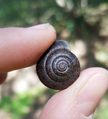 Helminthoglypta diabloensis