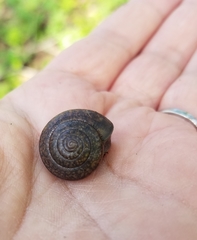 Helminthoglypta diabloensis