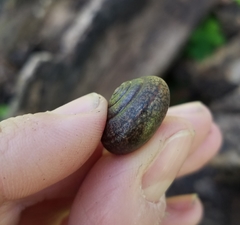 Helminthoglypta diabloensis