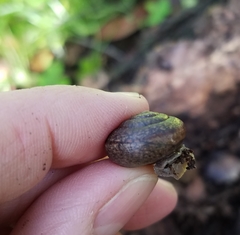 Helminthoglypta diabloensis