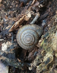 Helminthoglypta diabloensis