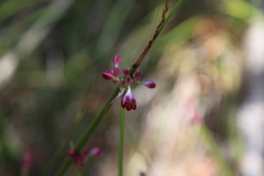 Calostemma purpureum