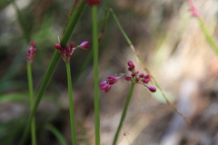 Calostemma purpureum