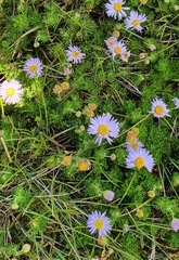 Brachyscome rigidula